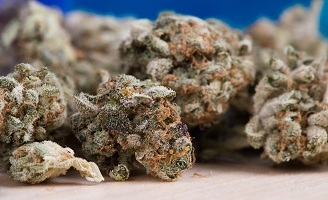 Amnesia Haze Alla Scoperta di una Leggenda della Cannabis