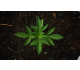 Vegetativa cannabis la fase di crescita delle piante