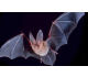 Guano di Pipistrello Concime Naturale per Piante