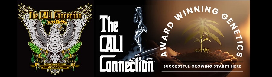 THE CALI CONNECTION