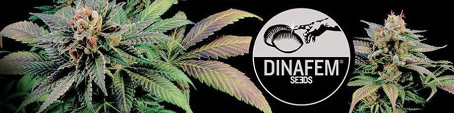 dinafem seeds