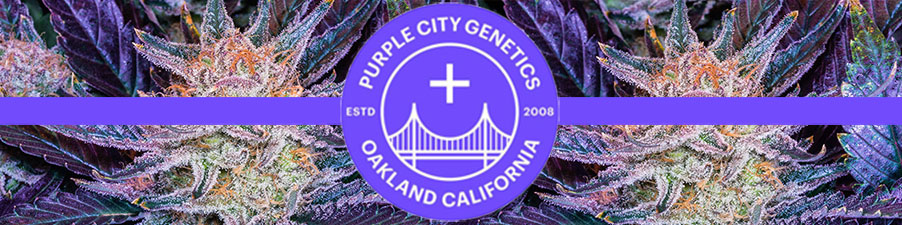 PURPLE CITY GENETICS