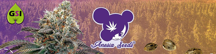 ANESIA SEEDS ANESIA SEEDS