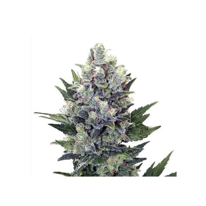 fedme Aktuator mover Northern Light Automatic - Royal Queen Seeds