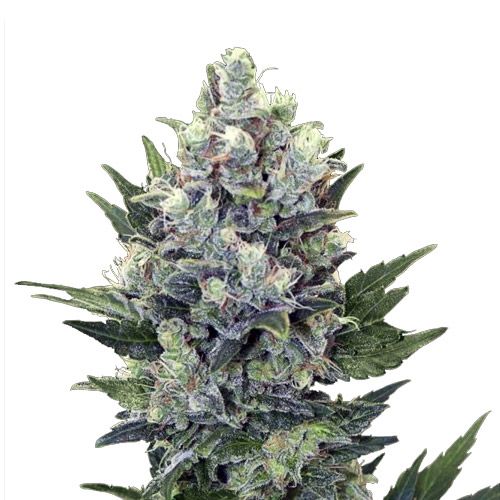 fedme Aktuator mover Northern Light Automatic - Royal Queen Seeds
