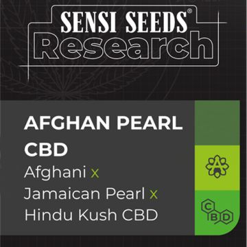Sensi Seeds Afghan Pearl CBD - Autofiorente Terapeutica