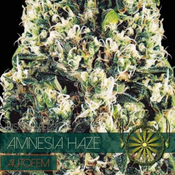 Amnesia Haze AUTO