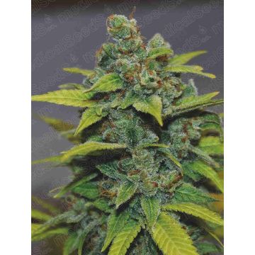Banana Zkittlez Banana Zkittlez