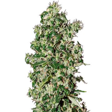 Green House Seeds Big Tooth - Femminizzata