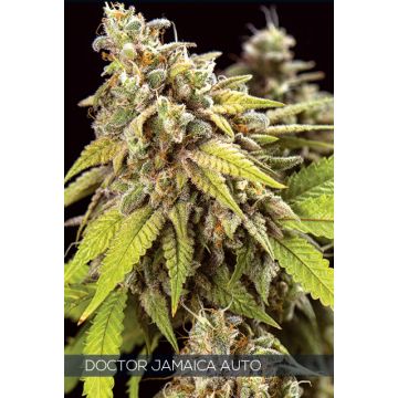 Doctor Jamaica Auto