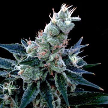 Double Alien 18 Double Alien 18