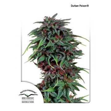 Durban Poison