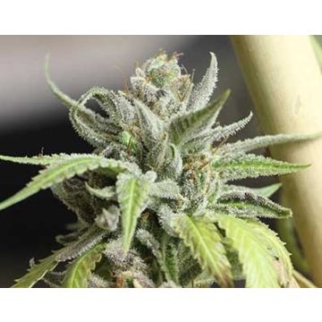 hawaiian spice feminized