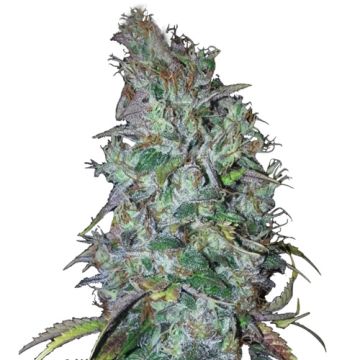 Blue Dream Auto Blue Dream Auto