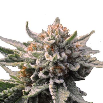 Bubba Kush Bubba Kush