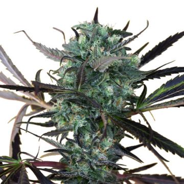 Chemdawg Chemdawg