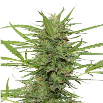 Dedoverde Haze Auto Dedoverde Haze Auto