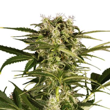 Lemon Juice Express Auto Lemon Juice Express Auto