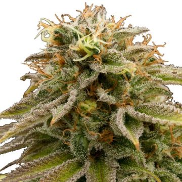 Lemon Thai Kush Lemon Thai Kush