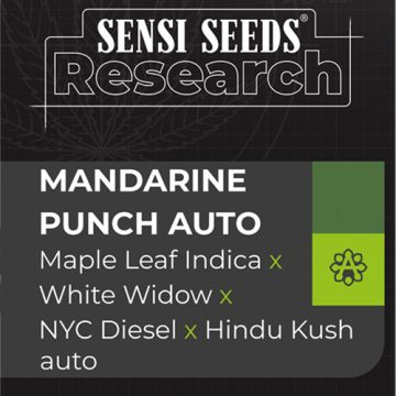Sensi Seeds Mandarine Punch - Autofiorente