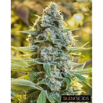 Moby Berry Silent Seeds