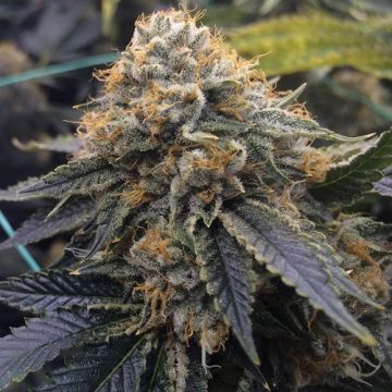 OG Kush OG Kush
