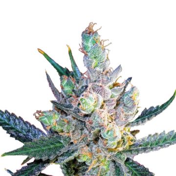 Royal Queen Seeds  Royal Cheese Fast Femminizzata