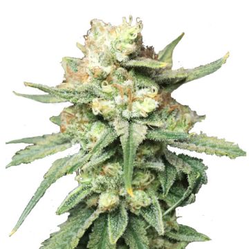 Royal Queen Seeds Royal Highness - Terapeutica Femminizzata 