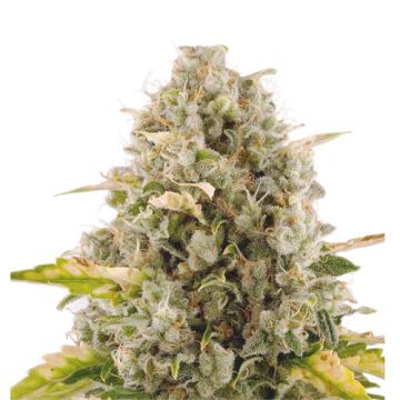 Royal Queen Seeds Royal Moby Femminizzata