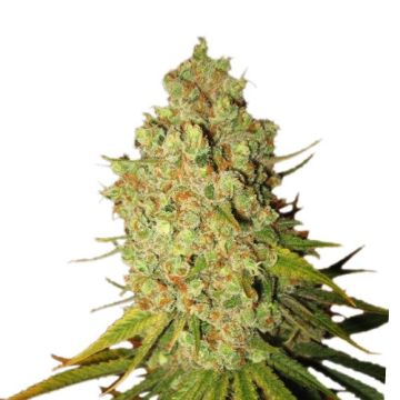 Royal Queen Seeds Special Kush #1 Femminizzata