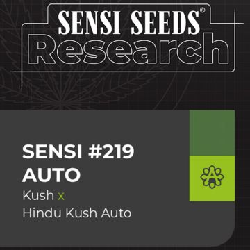 Sensi Seeds Sensi #219 - Autofiorente