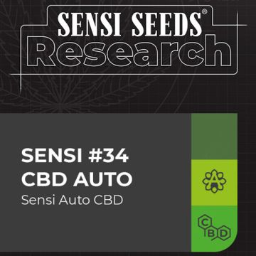 Sensi Seeds Sensi #34 CBD - Autofiorente