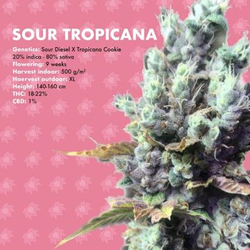 Sour Tropicana Lion's Bud