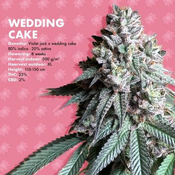 Wedding Cake Lion's Bud