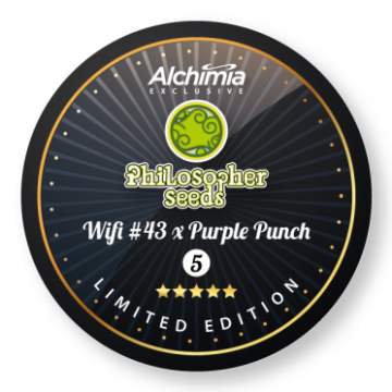 WIFI#43 x Purple Punch