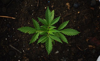 Vegetativa cannabis la fase di crescita delle piante