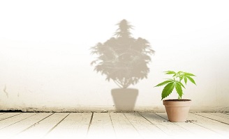 Rigenerazione Piante di Cannabis, Tecniche e Suggerimenti