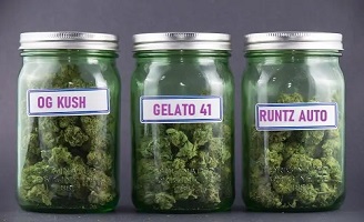 Come Scegliere Semi di Cannabis Tra i Differenti Tipi di Erba