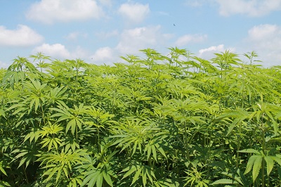 marijuana legale futura 75