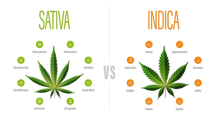 Effetti e Differenze della Cannabis Indica e Sativa - Grow Shop Italia
