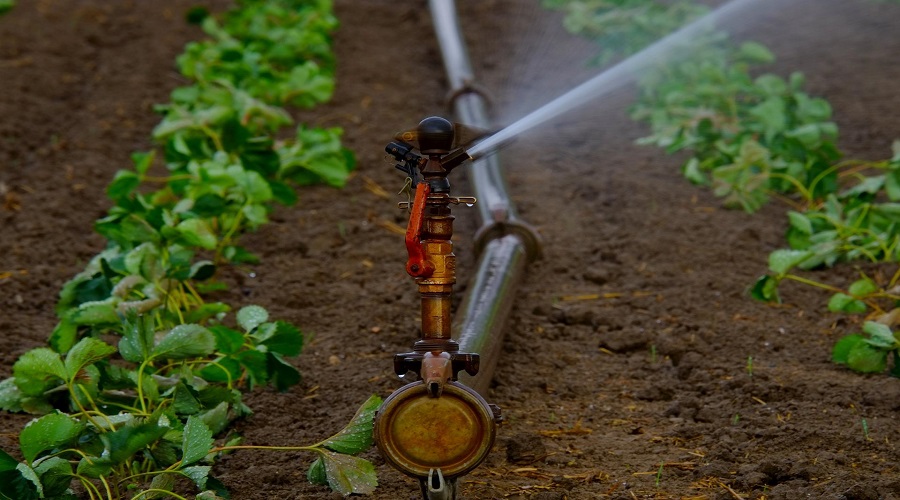 Timer per irrigazione: Come Scegliere il Modello Ideale per Orto o Giardino  