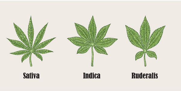 varietà cannabis