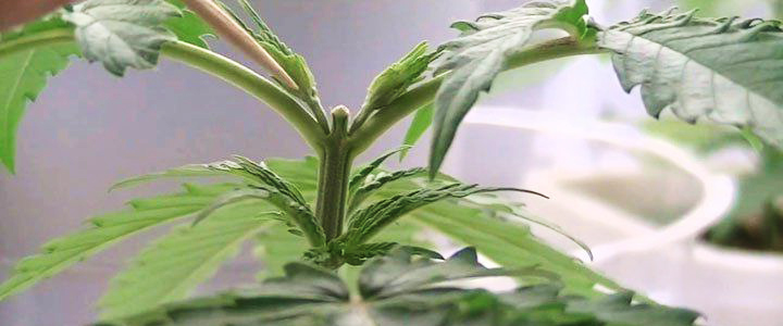 aumentare la produzione di cime con il topping cannabis