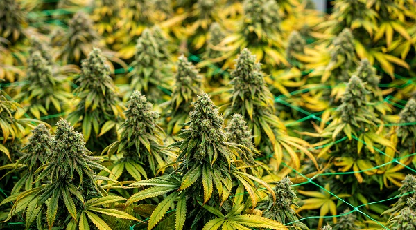 fioritura cannabis al chiuso