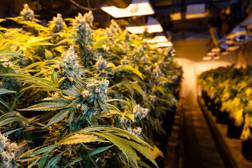 fioritura cannabis indoor