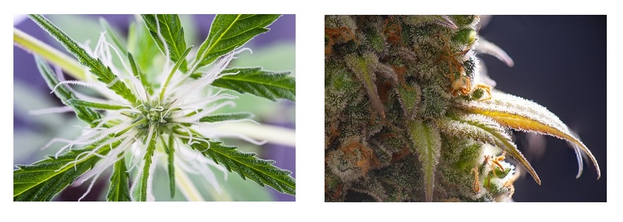 inizio e fine fioritura cannabis