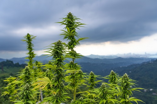 fioritura cannabis outdoor montagna