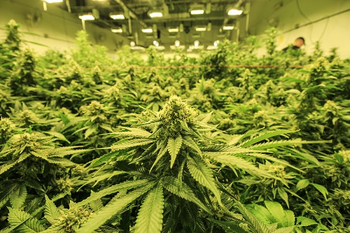fioritura cannabis