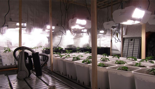 kit coltivazione indoor