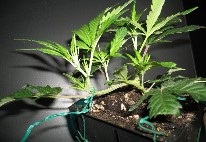tecnica di coltivazione low stress training cannabis